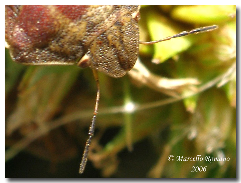 Eterottero Scutelleridae per Paride: Eurygaster testudinaria